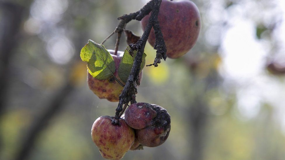 Apples with scabs seen on a tree branch in Budgam