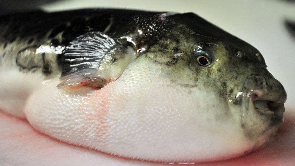 A pufferfish being prepared for cooking