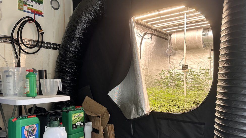 Cannabis plant nursery found in a lorry during a raid in St Leonards