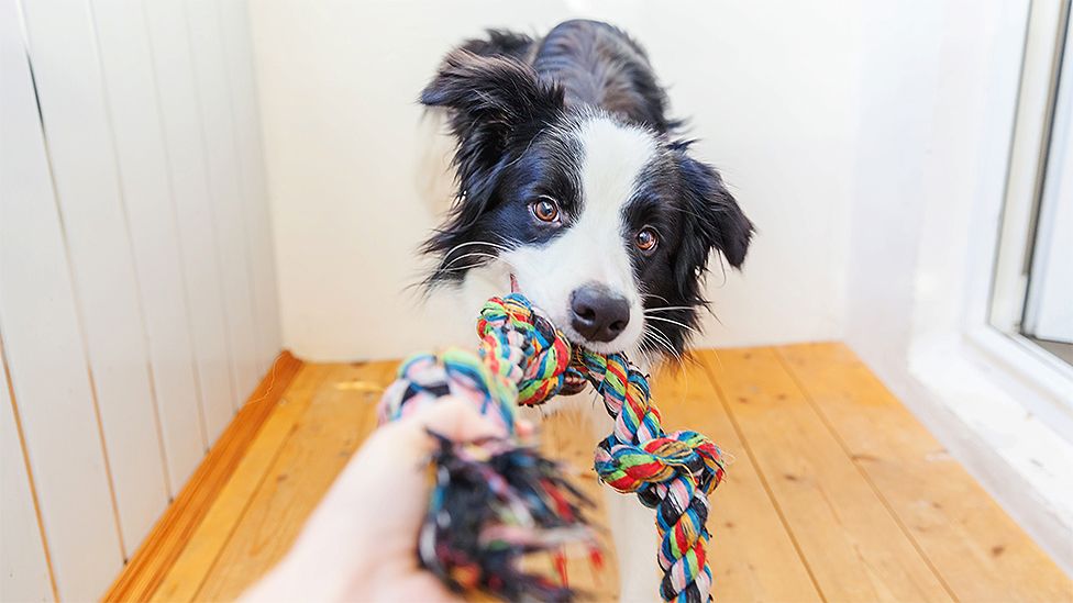 Dog holding colourful rope