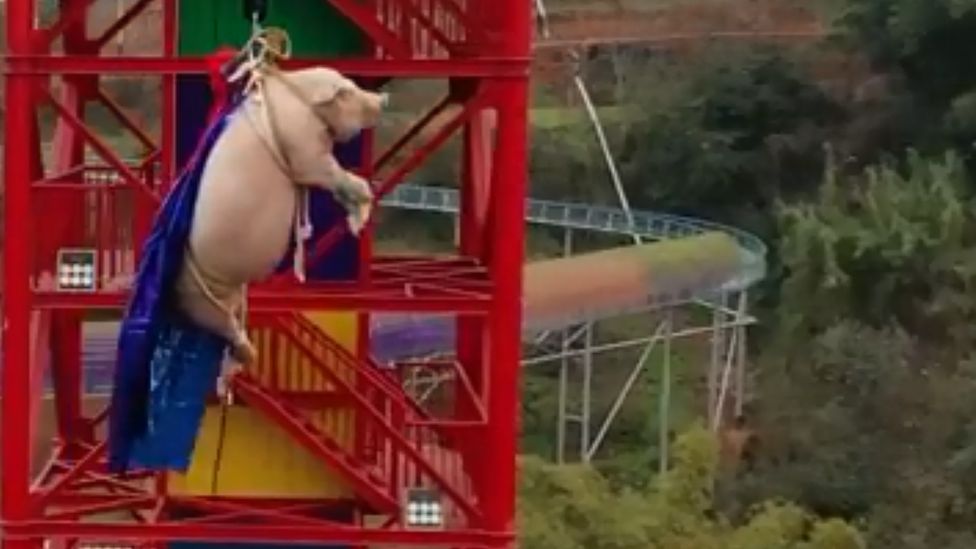 Screenshot of a pig forced to bungee jump