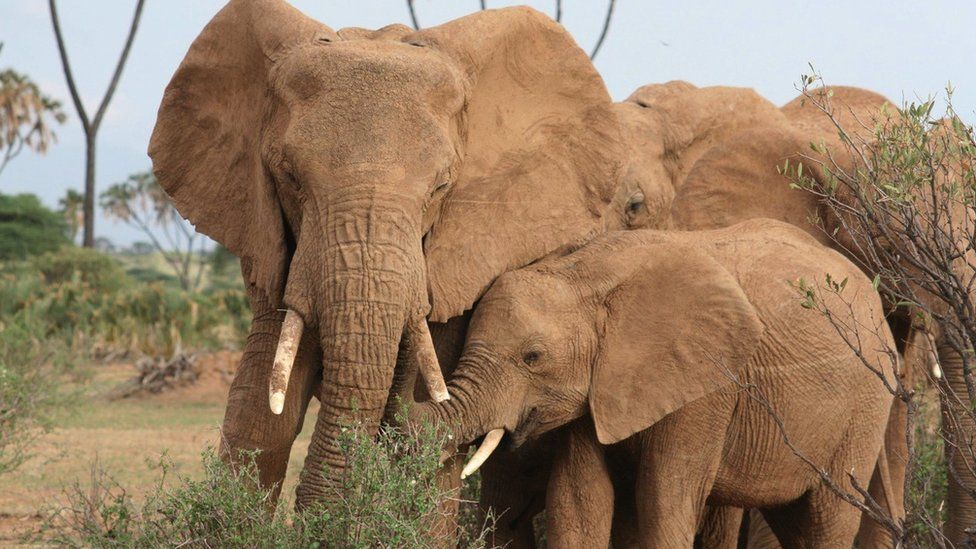 Мать африканского слона и детеныш