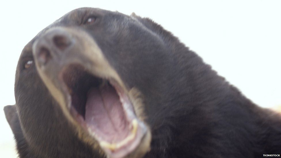 A bear with its mouth wide open