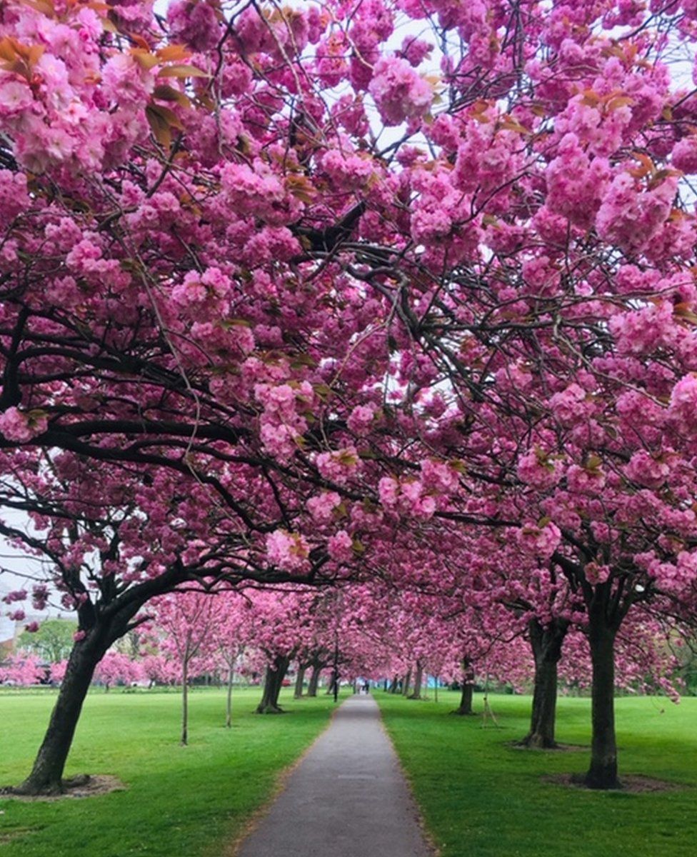 Blossom trees