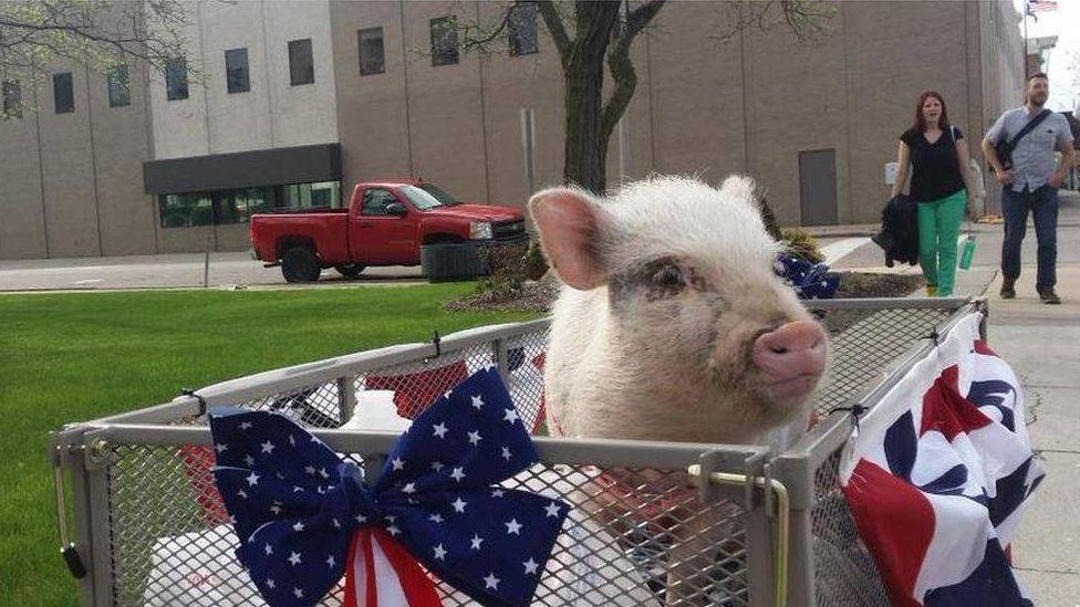 Image of Giggles the Pig, electoral candidate for mayor of Flint, Michigan