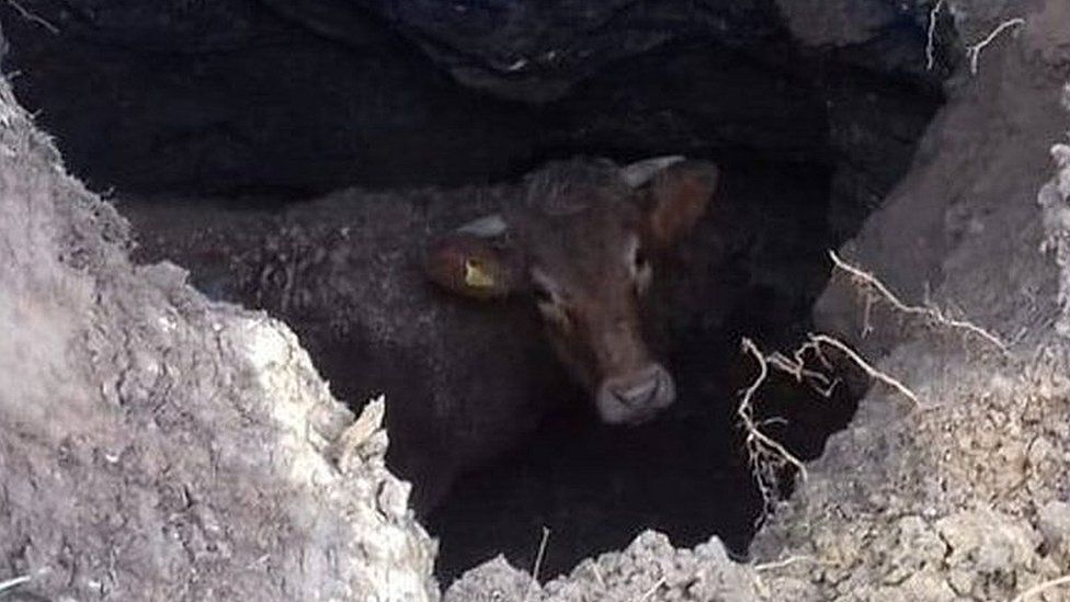 A cow in a hole