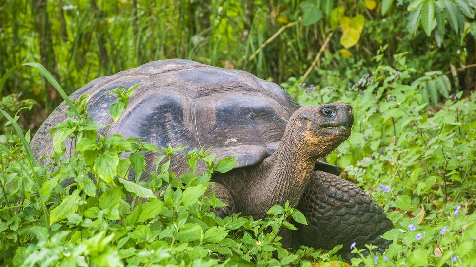 Giant Galapagos island tortoise in the wilderness of green shrubbery