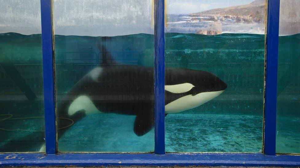 A captive killer whale in a tank