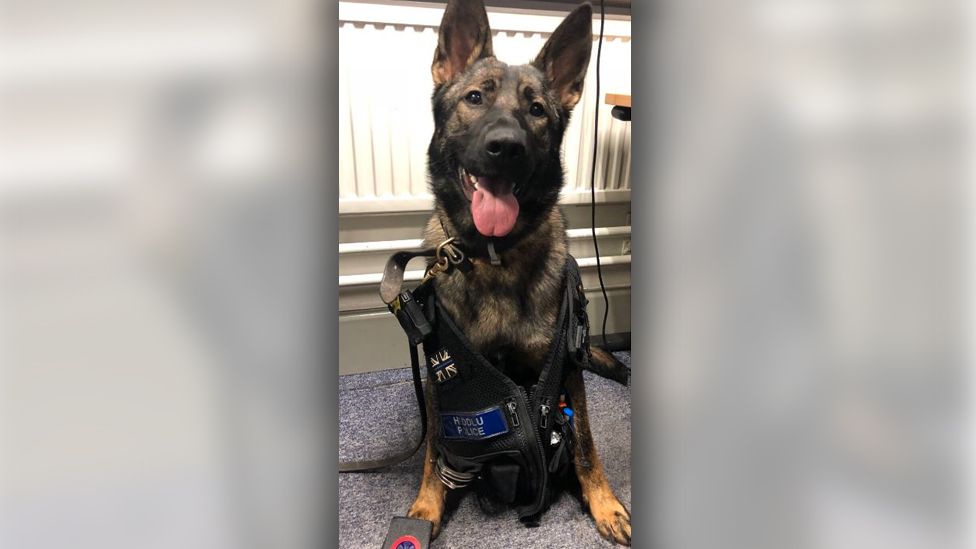 Police dog Astra tried out some police kit