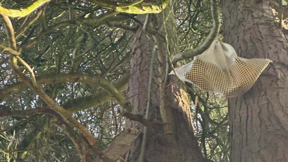 Kitten chasing squirrels stuck 150ft up Cwmaman tree - BBC News