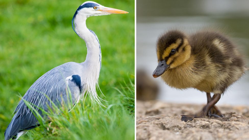 Heron and duckling (generic)