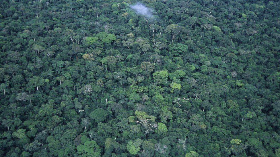 A rainforest canopy in the Democratic Republic of Congo, seen from the air