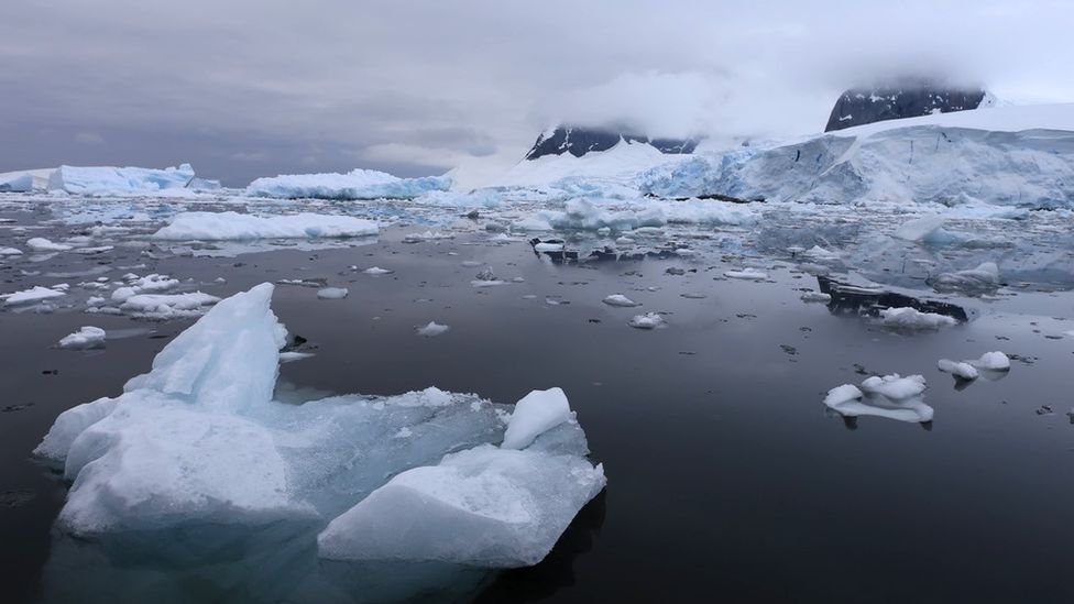 Antarctica: Invasive species 'hitchhiking' on ships - BBC News
