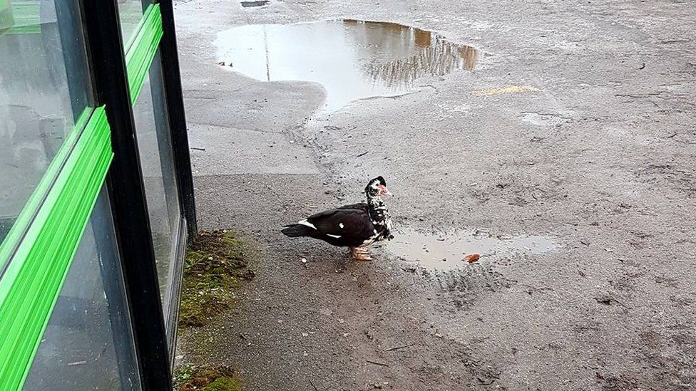 Arnold the duck near a puddle