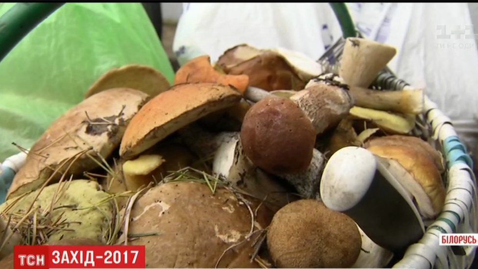 Mushrooms gathered in Pratasevichy village, Belarus