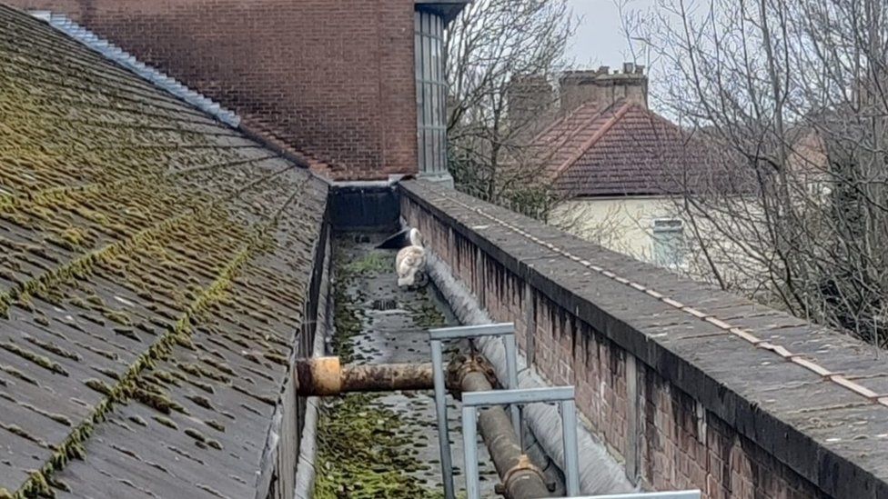An image of Steve the swan stuck in a small passageway on the roof of the building