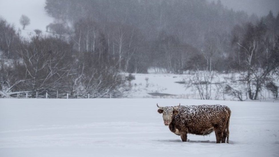 Корова в поле в снегу