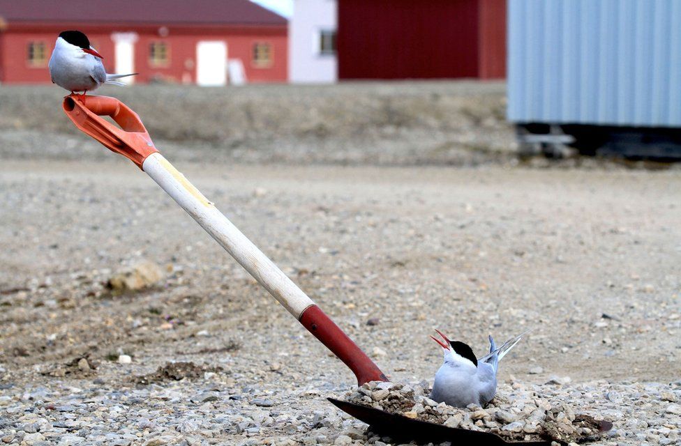Two birds sitting on a spade