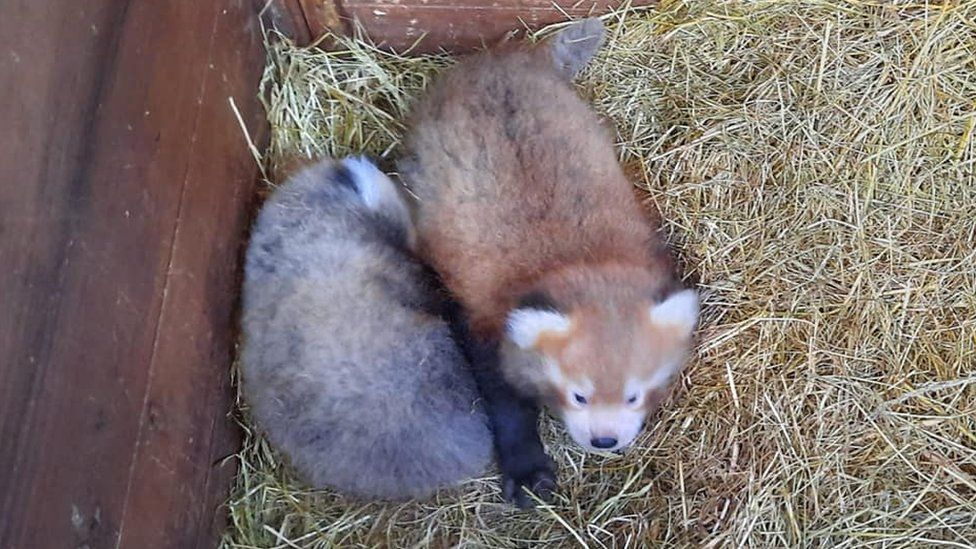 Two Endangered Red Panda Cubs Born At Isle Of Man Wildlife Park c News