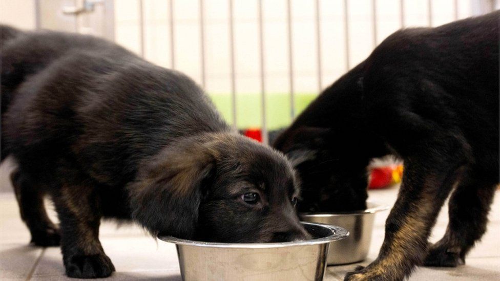 The puppies feeding