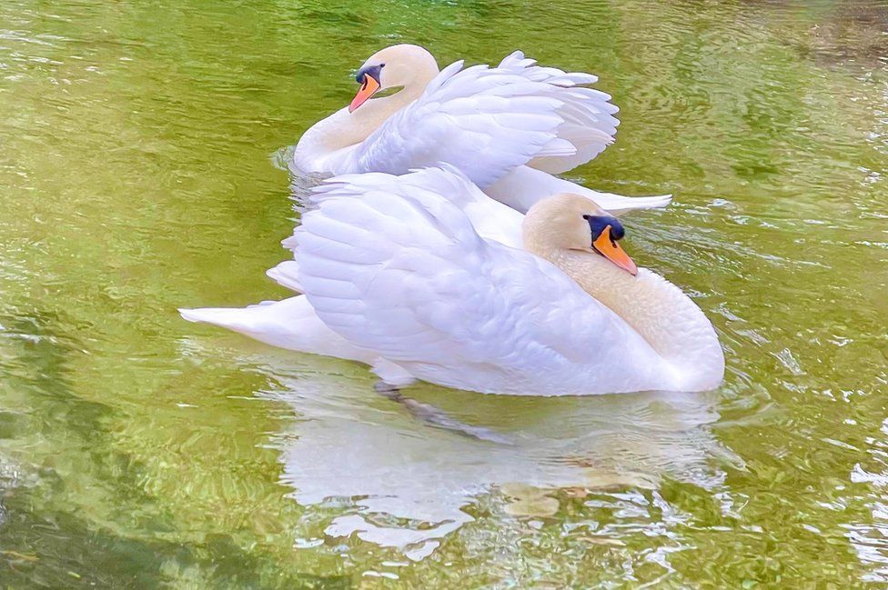 Swans reflected in water