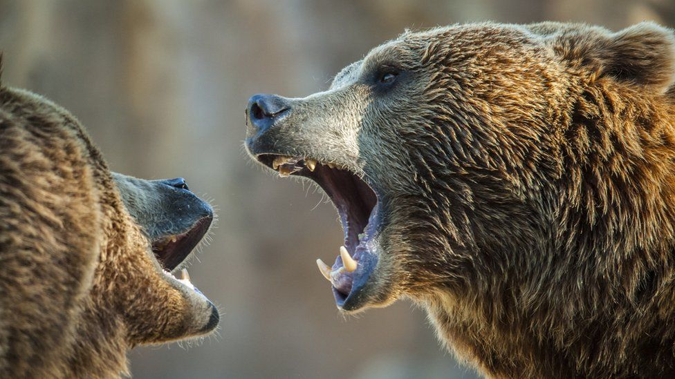 Angry Grizzly Bear Attack