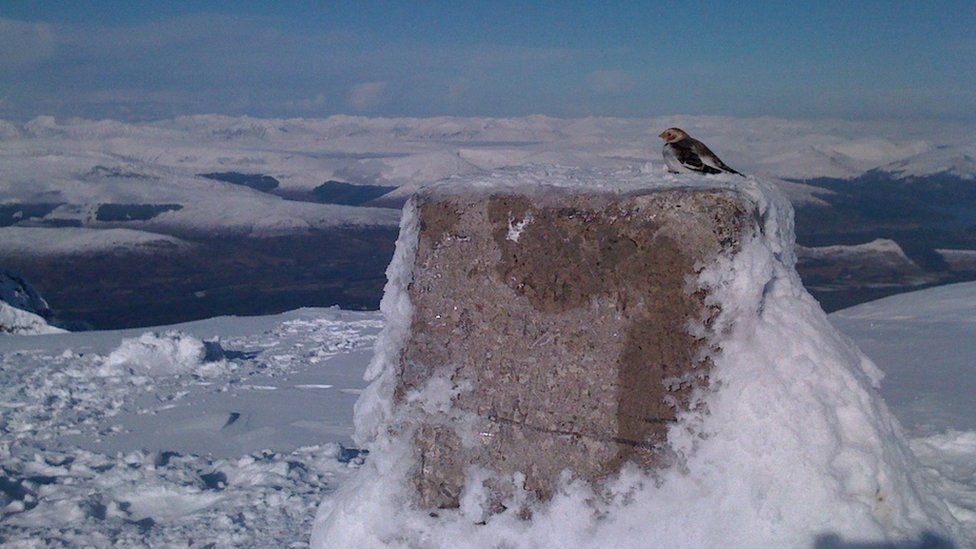 A bird on a snowy cairn on Ben Nevis