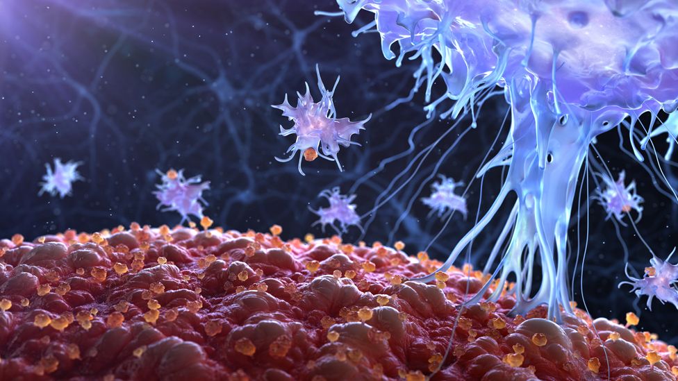 A cell in the immune system