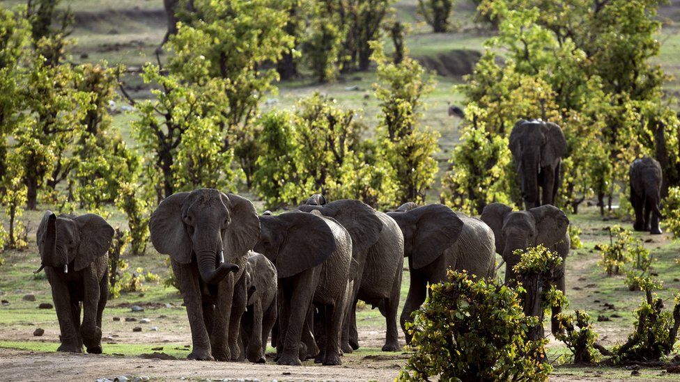 Elephants