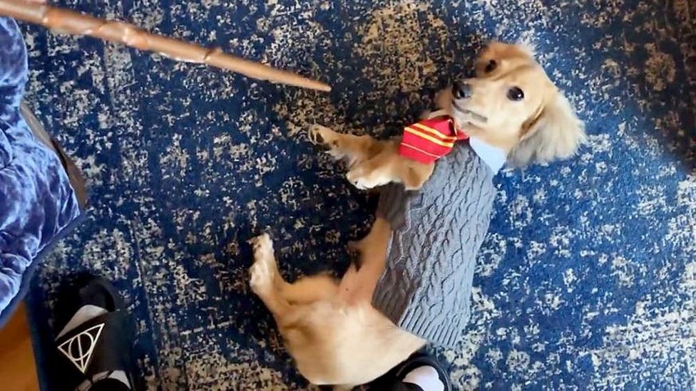 Basilosaurus Scientists discover fossil of 35millionyearold ancient