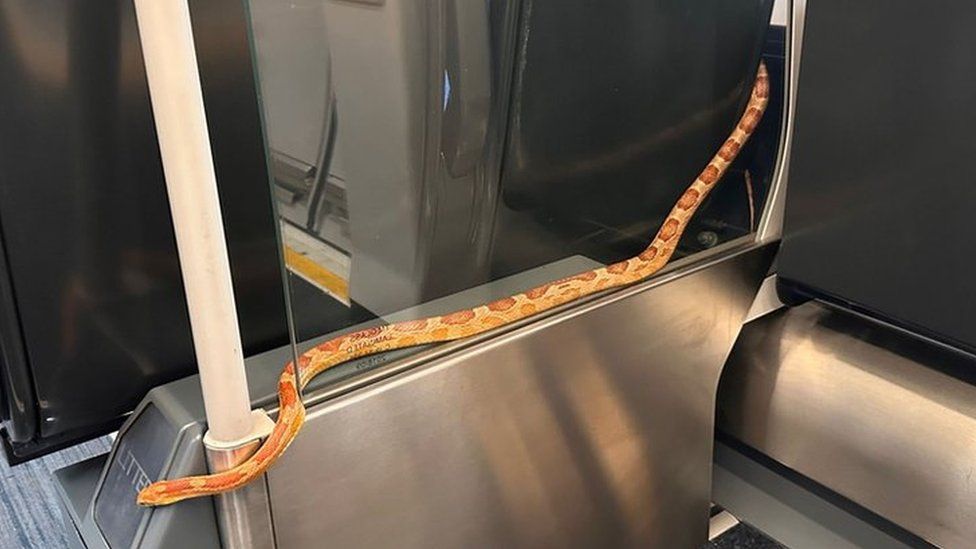 Snake on train