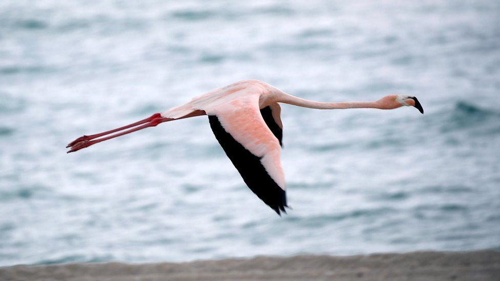 A flamingo in flight over a Miami beach, May 2018.