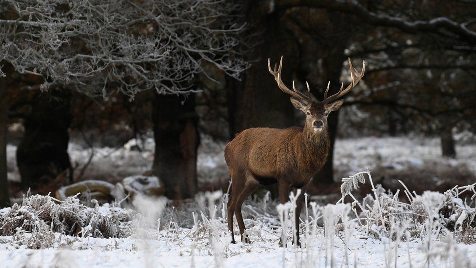 Deer graze and walk amongst the frozen undergrowth in Richmond Park, London