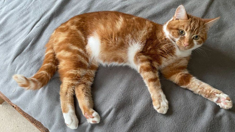 Eric the orange tabby cat