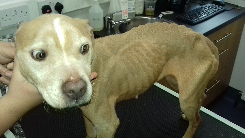 Owner of 'severely emaciated' Dundee dog given animal ban - BBC News