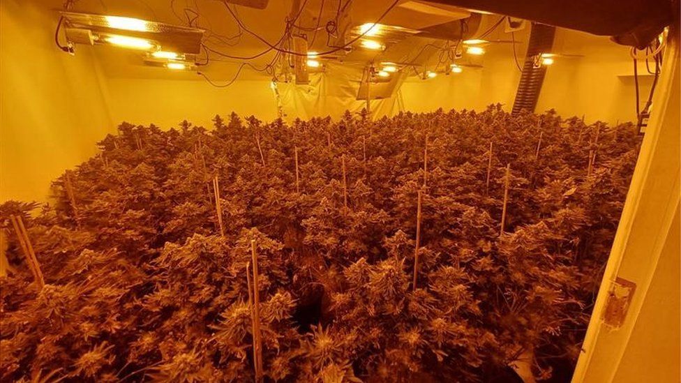 Cannabis farm in Harrogate