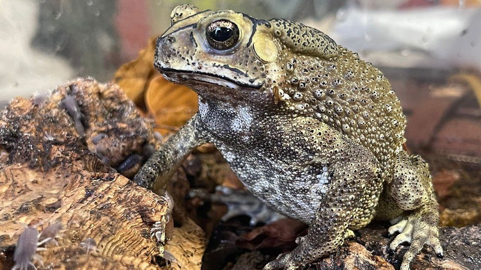 The toad after it had been looked after by Jackie