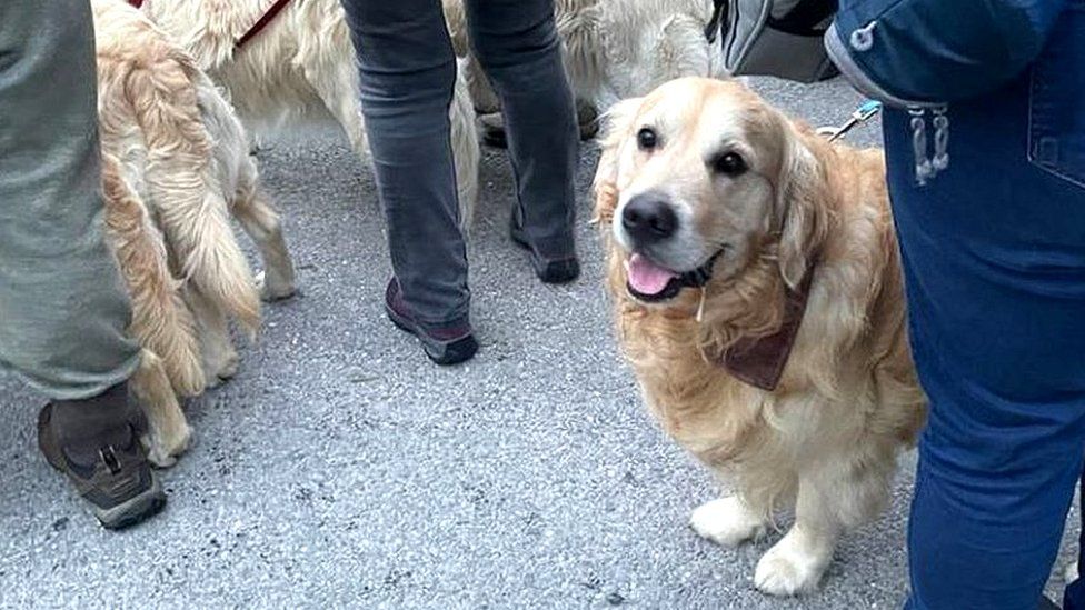 Golden Retrievers Dogs from around the world meet up BBC Newsround