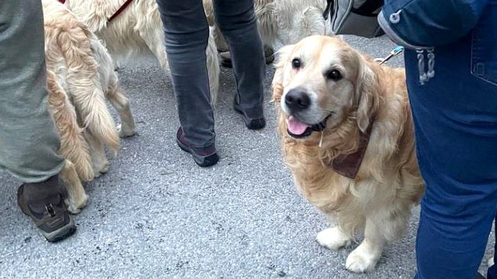 Turkey dogs outlet golden retrievers