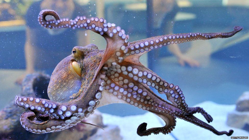 An octopus named Otto caused an aquarium power outage by climbing to the  edge of his