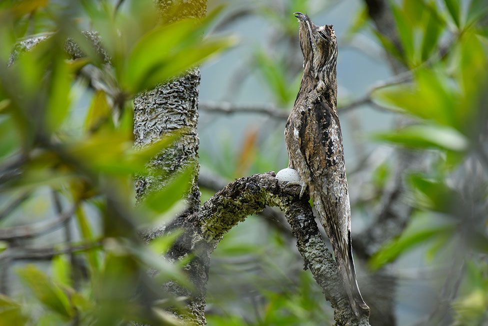 A common potoo bird is camouflaged as it perches motionless on a branch in Colombia