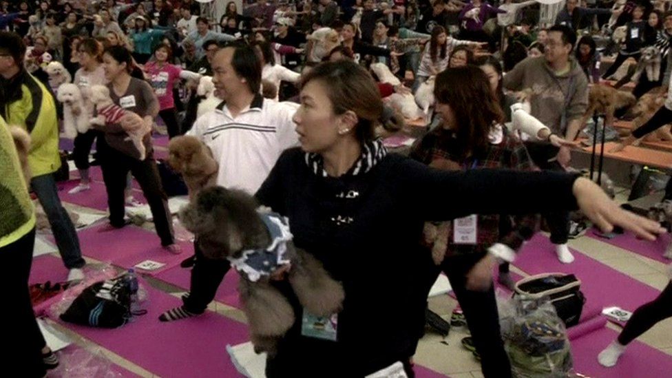 Dog doings record-breaking yoga