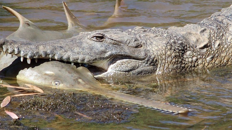 A freshwater crocodile preying on a juvenile freshwater sawfish