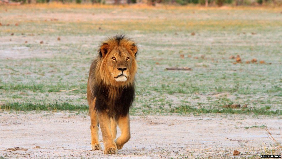 Horrifying details surface about Cecil the lion's gruesome death