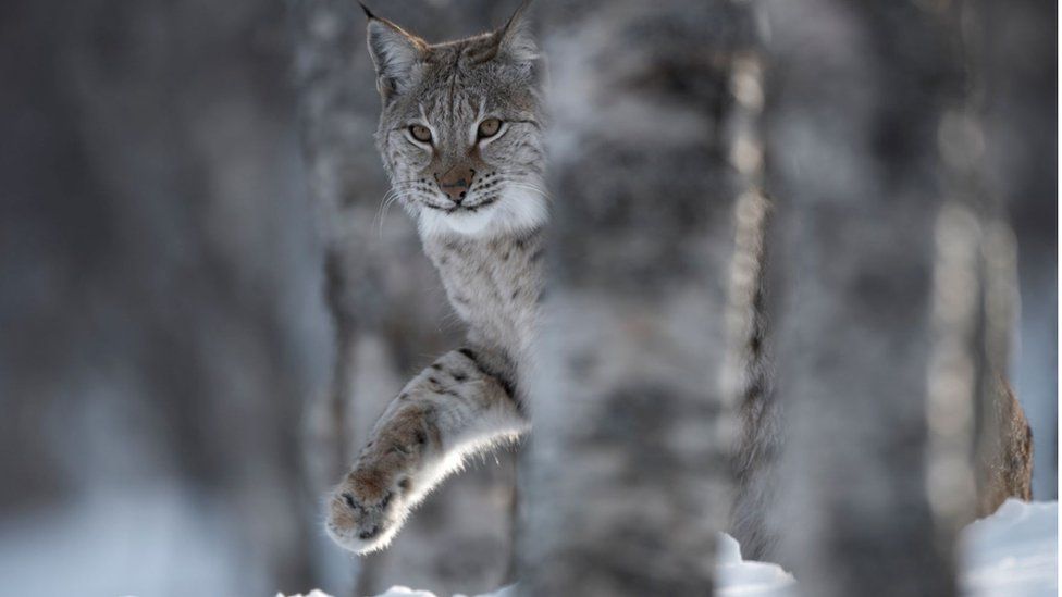 MSPs to discuss proposals for return of lynx to Scotland BBC News