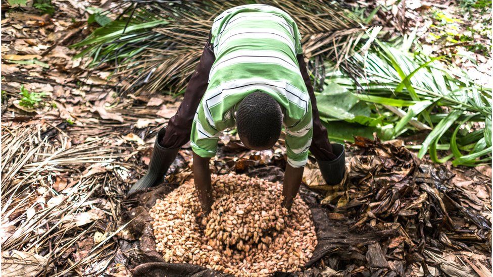 Cocoa beans placed in a hole to ferment, at this farm in Mbau, DR Congo