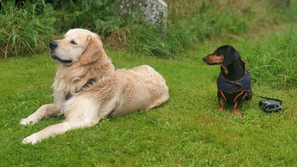 Two dogs sat on grass, one with lead next to it
