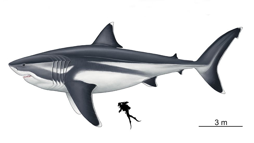 Sharks: Find out the true size of prehistoric giant shark Megalodon - BBC  Newsround