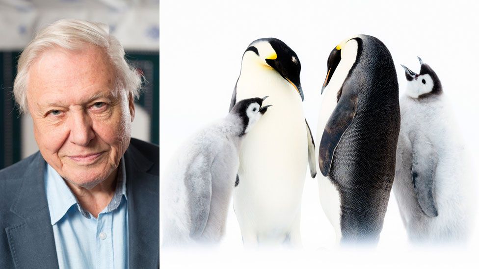 David Attenborough, emperor penguins