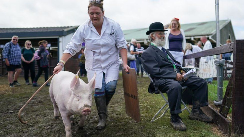 A pig is led into the judging arena